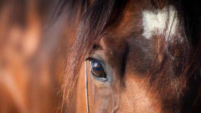 Asesinan a un joven y luego ataron su cadáver a un caballo