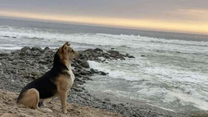 derechos de autor de Bio Bio Chile. Perro solitario que espera a su humano sentado frente al mar