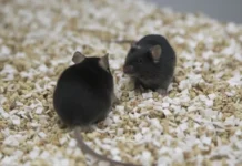 Crean el primer ratón de dos padres del mismo sexo que llega a edad adulta