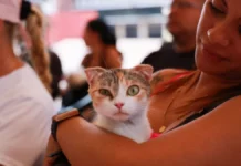 Jornadas veterinarias gratuitas en Caracas hoy 4 de junio: los servicios estarán activos desde las 10 de la mañana