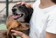 ¿Dónde se puede adoptar una mascota en Caracas?: conozca los lugares de adopción